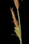 Upright sedge